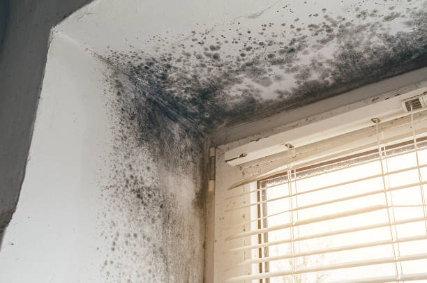 Affordable Attic Mold Removal solutions in Lovettsville, VA